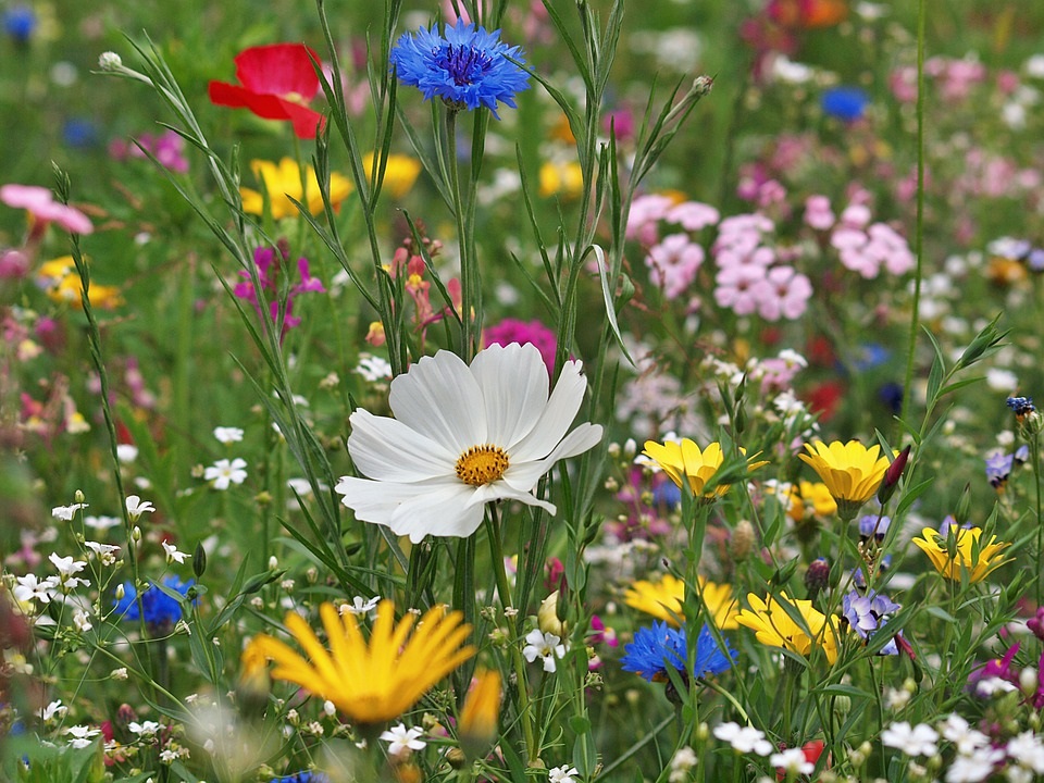 sidolux spring meadow a